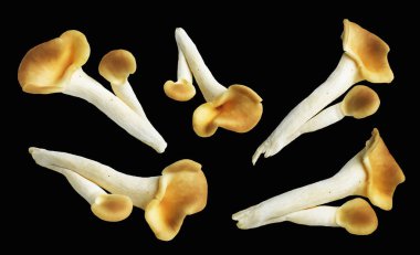 İstiridye mantarları ya da kırpma yolu olan Anka mantarları. Siyah arka planda gölge yok.