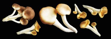 İstiridye mantarları ya da kırpma yolu olan Anka mantarları. Siyah arka planda gölge yok.