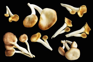 İstiridye mantarları ya da kırpma yolu olan Anka mantarları. Siyah arka planda gölge yok.