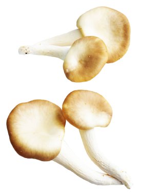 İstiridye mantarları ya da kırpma yolu olan Anka mantarları. Beyaz arka planda gölge yok.