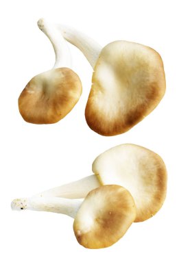 İstiridye mantarları ya da kırpma yolu olan Anka mantarları. Beyaz arka planda gölge yok.