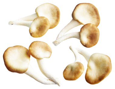 İstiridye mantarları ya da kırpma yolu olan Anka mantarları. Beyaz arka planda gölge yok.