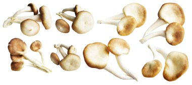 İstiridye mantarları ya da kırpma yolu olan Anka mantarları. Beyaz arka planda gölge yok.