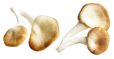 İstiridye mantarları ya da kırpma yolu olan Anka mantarları. Beyaz arka planda gölge yok.