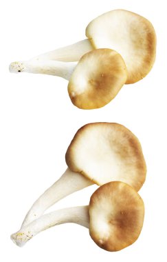 İstiridye mantarları ya da kırpma yolu olan Anka mantarları. Beyaz arka planda gölge yok.