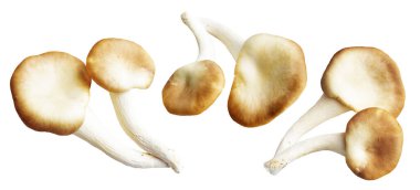 İstiridye mantarları ya da kırpma yolu olan Anka mantarları. Beyaz arka planda gölge yok.