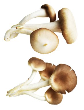 İstiridye mantarları ya da kırpma yolu olan Anka mantarları. Beyaz arka planda gölge yok.