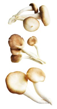 İstiridye mantarları ya da kırpma yolu olan Anka mantarları. Beyaz arka planda gölge yok.