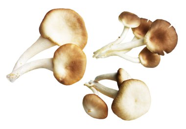 İstiridye mantarları ya da kırpma yolu olan Anka mantarları. Beyaz arka planda gölge yok.