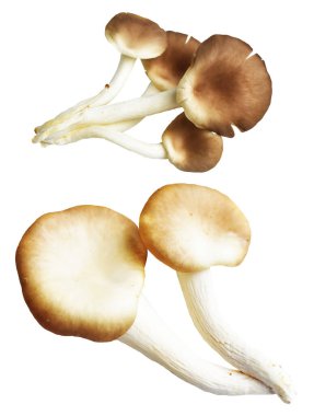 İstiridye mantarları ya da kırpma yolu olan Anka mantarları. Beyaz arka planda gölge yok.