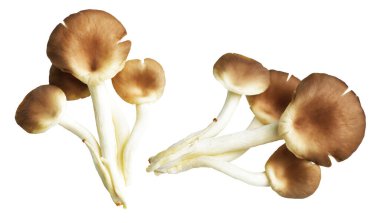 İstiridye mantarları ya da kırpma yolu olan Anka mantarları. Beyaz arka planda gölge yok.