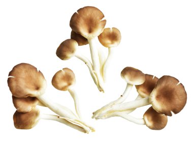 İstiridye mantarları ya da kırpma yolu olan Anka mantarları. Beyaz arka planda gölge yok.