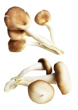 İstiridye mantarları ya da kırpma yolu olan Anka mantarları. Beyaz arka planda gölge yok.