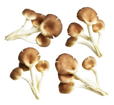 İstiridye mantarları ya da kırpma yolu olan Anka mantarları. Beyaz arka planda gölge yok.