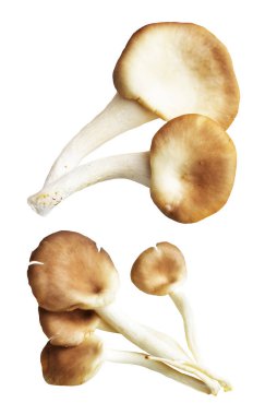 İstiridye mantarları ya da kırpma yolu olan Anka mantarları. Beyaz arka planda gölge yok.