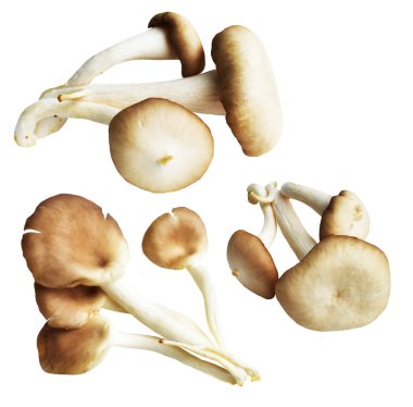 İstiridye mantarları ya da kırpma yolu olan Anka mantarları. Beyaz arka planda gölge yok.