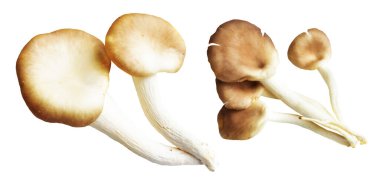 İstiridye mantarları ya da kırpma yolu olan Anka mantarları. Beyaz arka planda gölge yok.