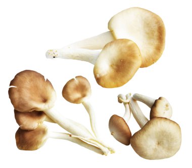 İstiridye mantarları ya da kırpma yolu olan Anka mantarları. Beyaz arka planda gölge yok.