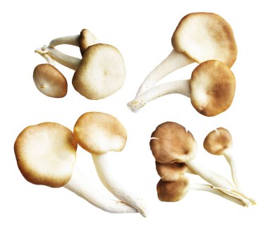 İstiridye mantarları ya da kırpma yolu olan Anka mantarları. Beyaz arka planda gölge yok.