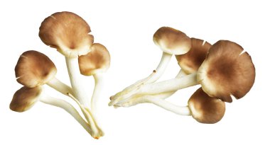 İstiridye mantarları ya da kırpma yolu olan Anka mantarları. Beyaz arka planda gölge yok.