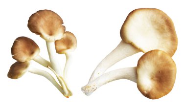 İstiridye mantarları ya da kırpma yolu olan Anka mantarları. Beyaz arka planda gölge yok.