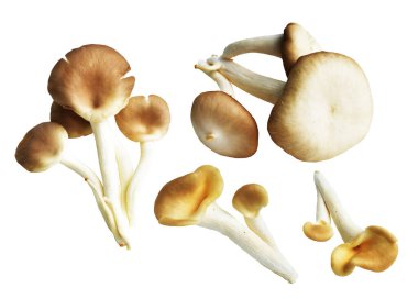 İstiridye mantarları ya da kırpma yolu olan Anka mantarları. Beyaz arka planda gölge yok.