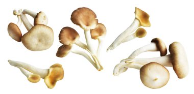 İstiridye mantarları ya da kırpma yolu olan Anka mantarları. Beyaz arka planda gölge yok.