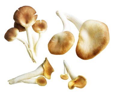 İstiridye mantarları ya da kırpma yolu olan Anka mantarları. Beyaz arka planda gölge yok.