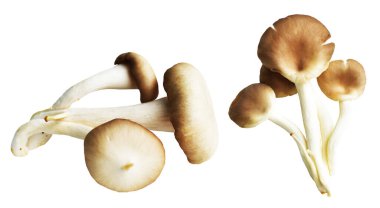 İstiridye mantarları ya da kırpma yolu olan Anka mantarları. Beyaz arka planda gölge yok.