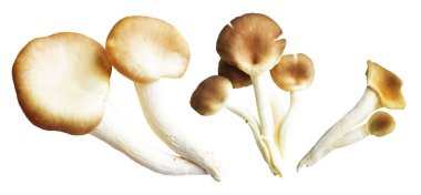 İstiridye mantarları ya da kırpma yolu olan Anka mantarları. Beyaz arka planda gölge yok.