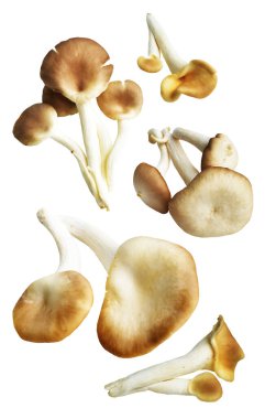 İstiridye mantarları ya da kırpma yolu olan Anka mantarları. Beyaz arka planda gölge yok.