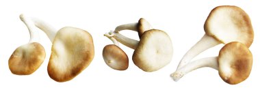 İstiridye mantarları ya da kırpma yolu olan Anka mantarları. Beyaz arka planda gölge yok.