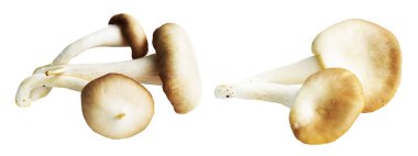 İstiridye mantarları ya da kırpma yolu olan Anka mantarları. Beyaz arka planda gölge yok.