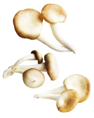 İstiridye mantarları ya da kırpma yolu olan Anka mantarları. Beyaz arka planda gölge yok.