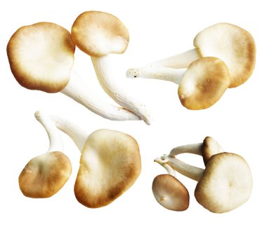 İstiridye mantarları ya da kırpma yolu olan Anka mantarları. Beyaz arka planda gölge yok.