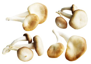 İstiridye mantarları ya da kırpma yolu olan Anka mantarları. Beyaz arka planda gölge yok.