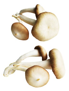 İstiridye mantarları ya da kırpma yolu olan Anka mantarları. Beyaz arka planda gölge yok.