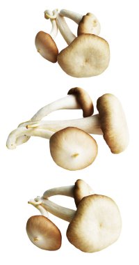 İstiridye mantarları ya da kırpma yolu olan Anka mantarları. Beyaz arka planda gölge yok.