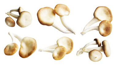 İstiridye mantarları ya da kırpma yolu olan Anka mantarları. Beyaz arka planda gölge yok.