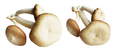 İstiridye mantarları ya da kırpma yolu olan Anka mantarları. Beyaz arka planda gölge yok.