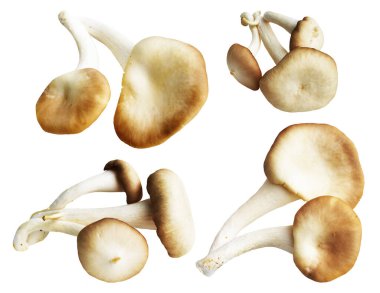 İstiridye mantarları ya da kırpma yolu olan Anka mantarları. Beyaz arka planda gölge yok.