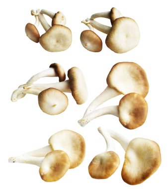 İstiridye mantarları ya da kırpma yolu olan Anka mantarları. Beyaz arka planda gölge yok.