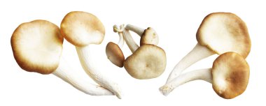 İstiridye mantarları ya da kırpma yolu olan Anka mantarları. Beyaz arka planda gölge yok.