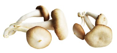 İstiridye mantarları ya da kırpma yolu olan Anka mantarları. Beyaz arka planda gölge yok.