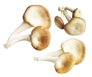 İstiridye mantarları ya da kırpma yolu olan Anka mantarları. Beyaz arka planda gölge yok.