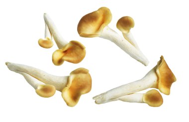 İstiridye mantarları ya da kırpma yolu olan Anka mantarları. Beyaz arka planda gölge yok.