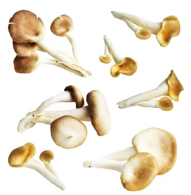 İstiridye mantarları ya da kırpma yolu olan Anka mantarları. Beyaz arka planda gölge yok.