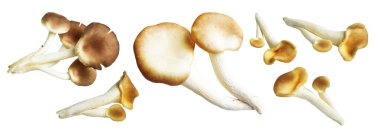 İstiridye mantarları ya da kırpma yolu olan Anka mantarları. Beyaz arka planda gölge yok.