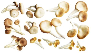 İstiridye mantarları ya da kırpma yolu olan Anka mantarları. Beyaz arka planda gölge yok.