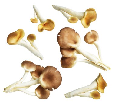 İstiridye mantarları ya da kırpma yolu olan Anka mantarları. Beyaz arka planda gölge yok.